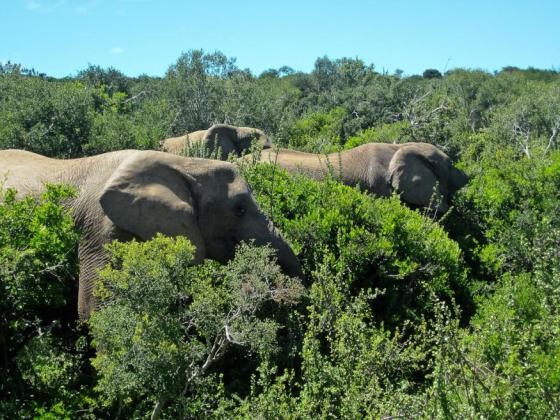 African Elephants in Addo Elephant Park